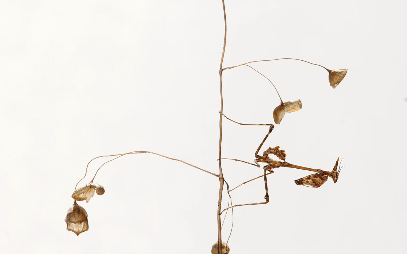 Conehead mantis, Empusa pennata, on a thin plant